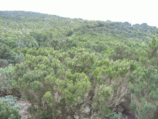 Der Regenwald, der eigentlich ein Nebelwald ist, auf La Gomera