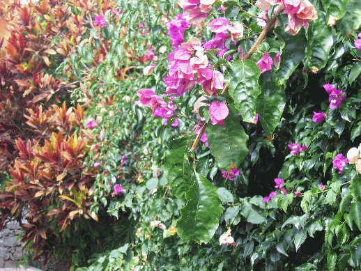 Blumen, Valle Gran Rey auf La Gomera
