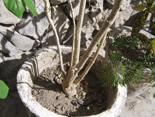 Blumenkübel und ein Lurch, Valle Gran Rey auf La Gomera