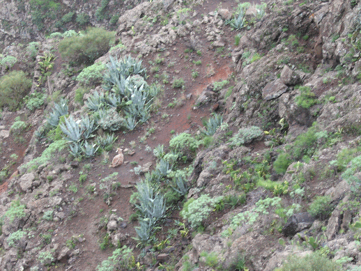 Das Schaf in der Wildnis