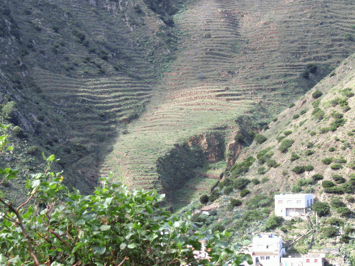 Terrasseng&auml;rten an steilen H&auml;ngen des Vallehermoso